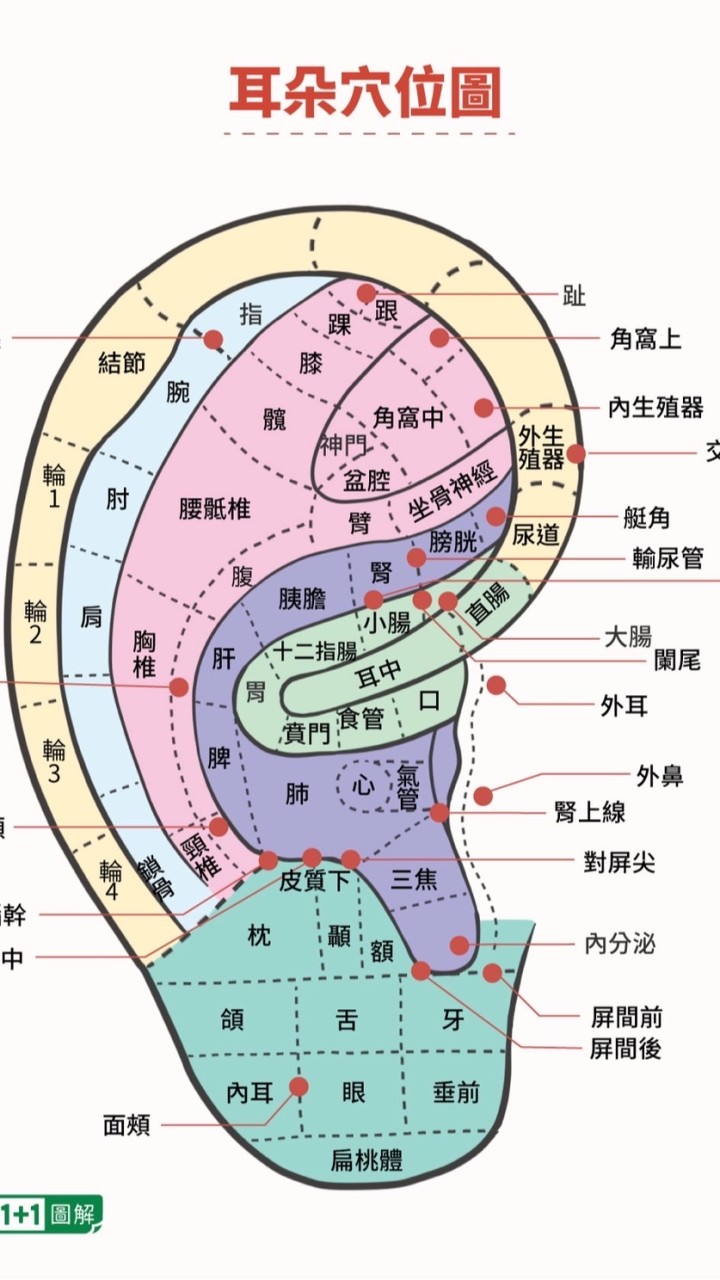 耳穴保健-八里站