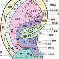 耳穴保健-八里站