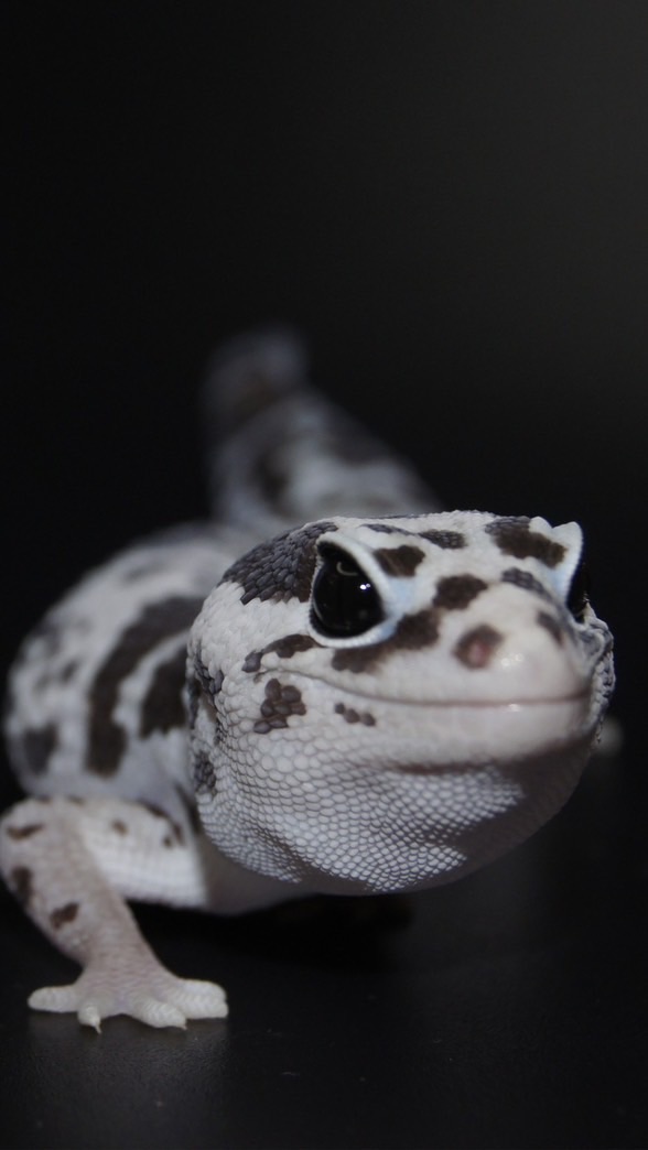 肥肥愛搗蛋動物園