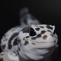 肥肥愛搗蛋肥尾動物園