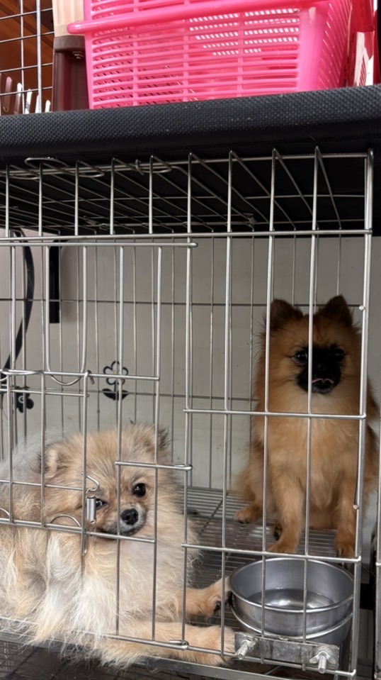 Dog king的經濟包🫶🏻