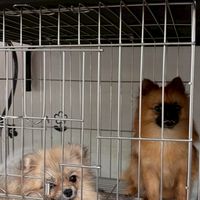 Dog king的經濟包🫶🏻