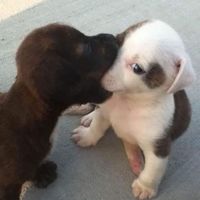 my pet 🐱🐶