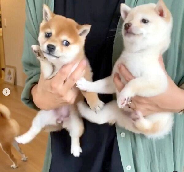 豆柴の子犬が姉妹犬と再会する様子にファン歓喜