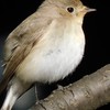 関東野鳥好き