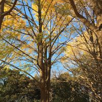 うえちゅーどーそー
