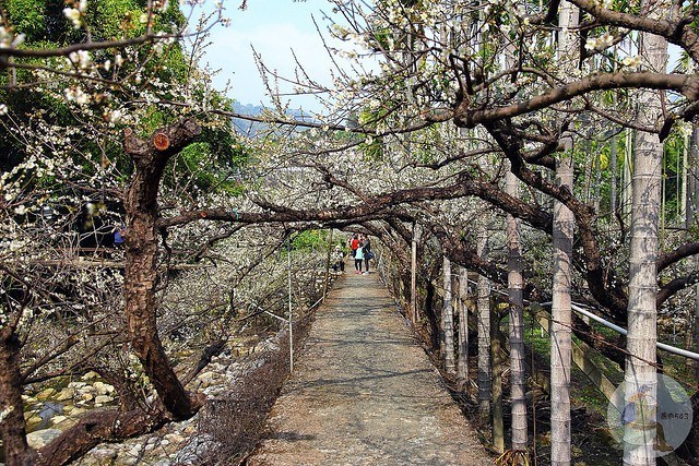 台中新社梅花秘境