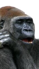 愉快な仲間たち OpenChat