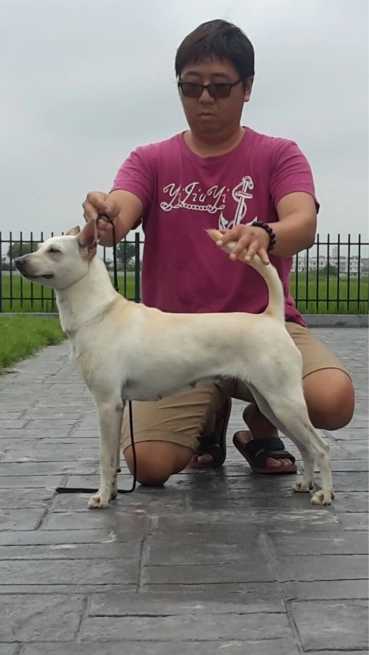冠毅犬舍-交流分享（禁廣告）