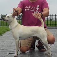 冠毅犬舍-交流分享（禁廣告）