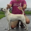 冠毅犬舍-交流分享（禁廣告）