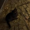 水魚之交￤芸能人 d也