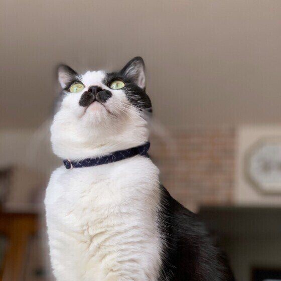 猫の鼻が 湿っている 乾燥している 理由 異変のサインに気づけることも