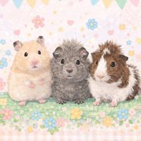 3匹のこねずみ🐹🐨🐹