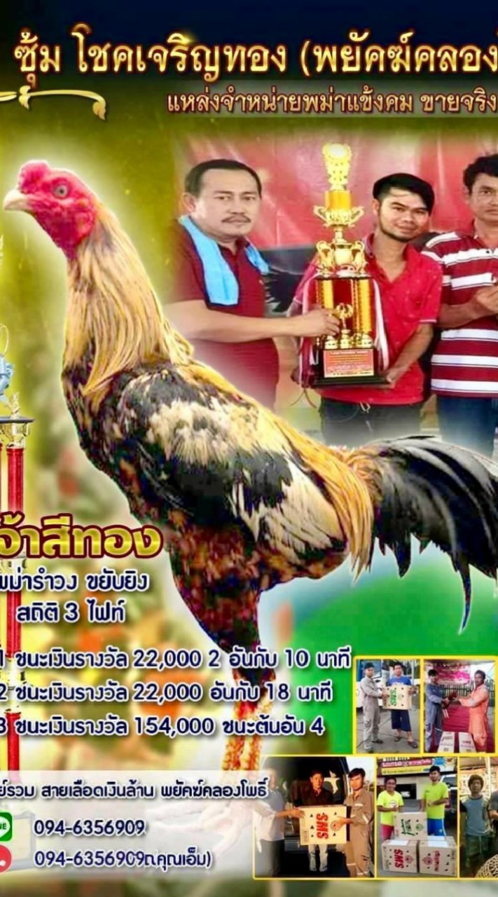 พยัคฆ์คลองโพธิ์ จำหน่ายไก่ชนเกรดชนเเพง ราคากันเอง