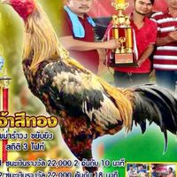 พยัคฆ์คลองโพธิ์ จำหน่ายไก่ชนเกรดชนเเพง ราคากันเอง