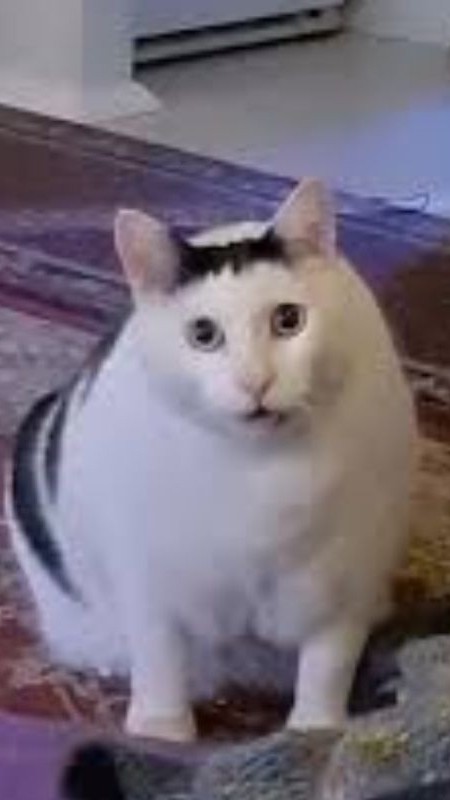 不吃魚的貓🐈‍⬛