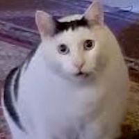 不吃魚的貓🐈‍⬛