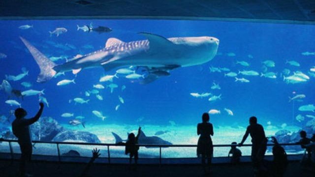 「睡在海底世界與魚共眠」今年夏天，最浪漫之旅——夜宿海生館