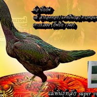 ซุ้มเพชรสมบูรณ์ โคราช