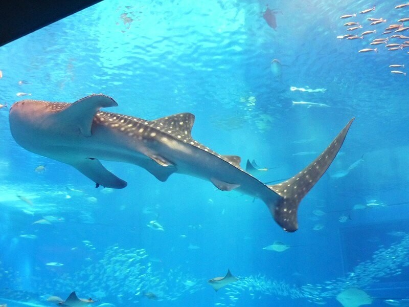 沖縄のおすすめ生き物スポット22選 人気水族館・動物園も多数！（いこーよ）