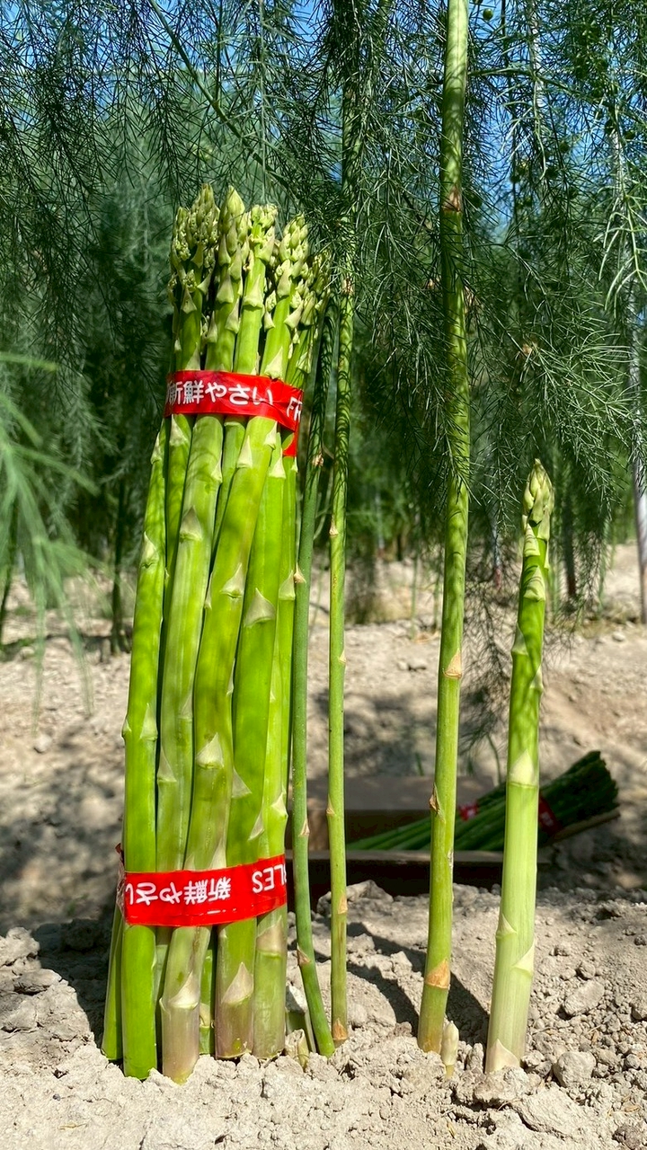 一蘆筍風 水果甜椒 ｜嘉義鮮採限量通知