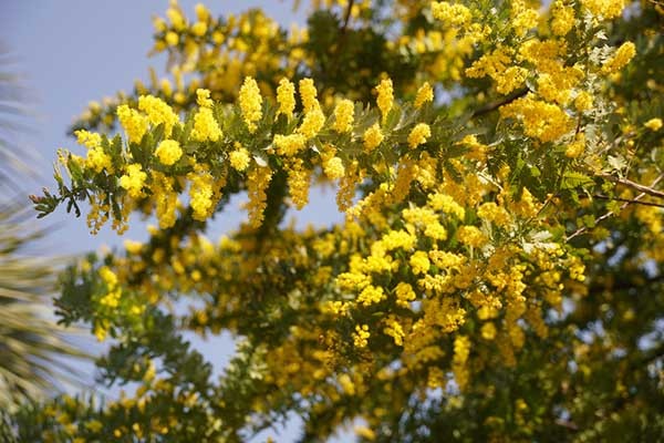 ミモザ」を素敵に飾る3つの方法！花屋が教える長く楽しむテクニック