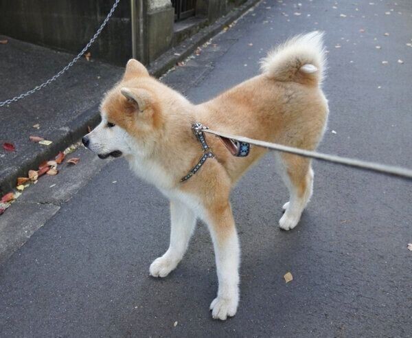 古代の犬が現存している 意外と知らない日本犬トリビア