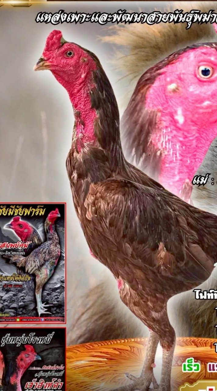 ยุทธภูมิฟาร์ม