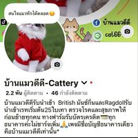 บ้านแมวดีดี -Cattery