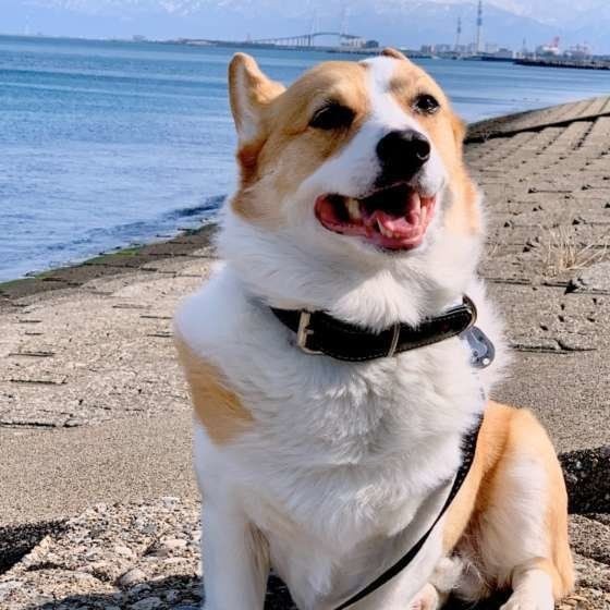 犬に 利き足 ってあるの 足 にまつわる雑学 豆知識