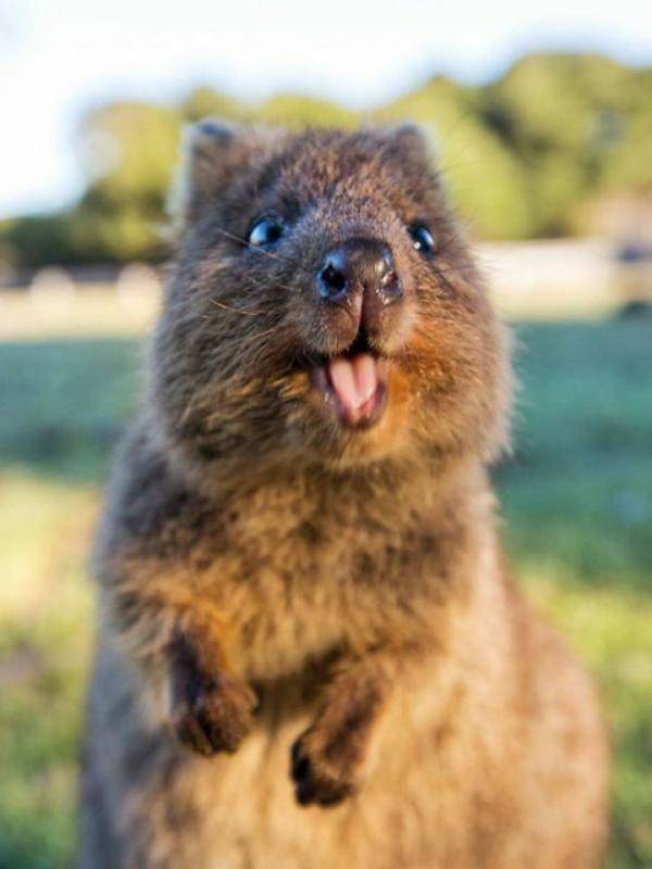 10 Potret Quokka Hewan Paling Bahagia Se Dunia