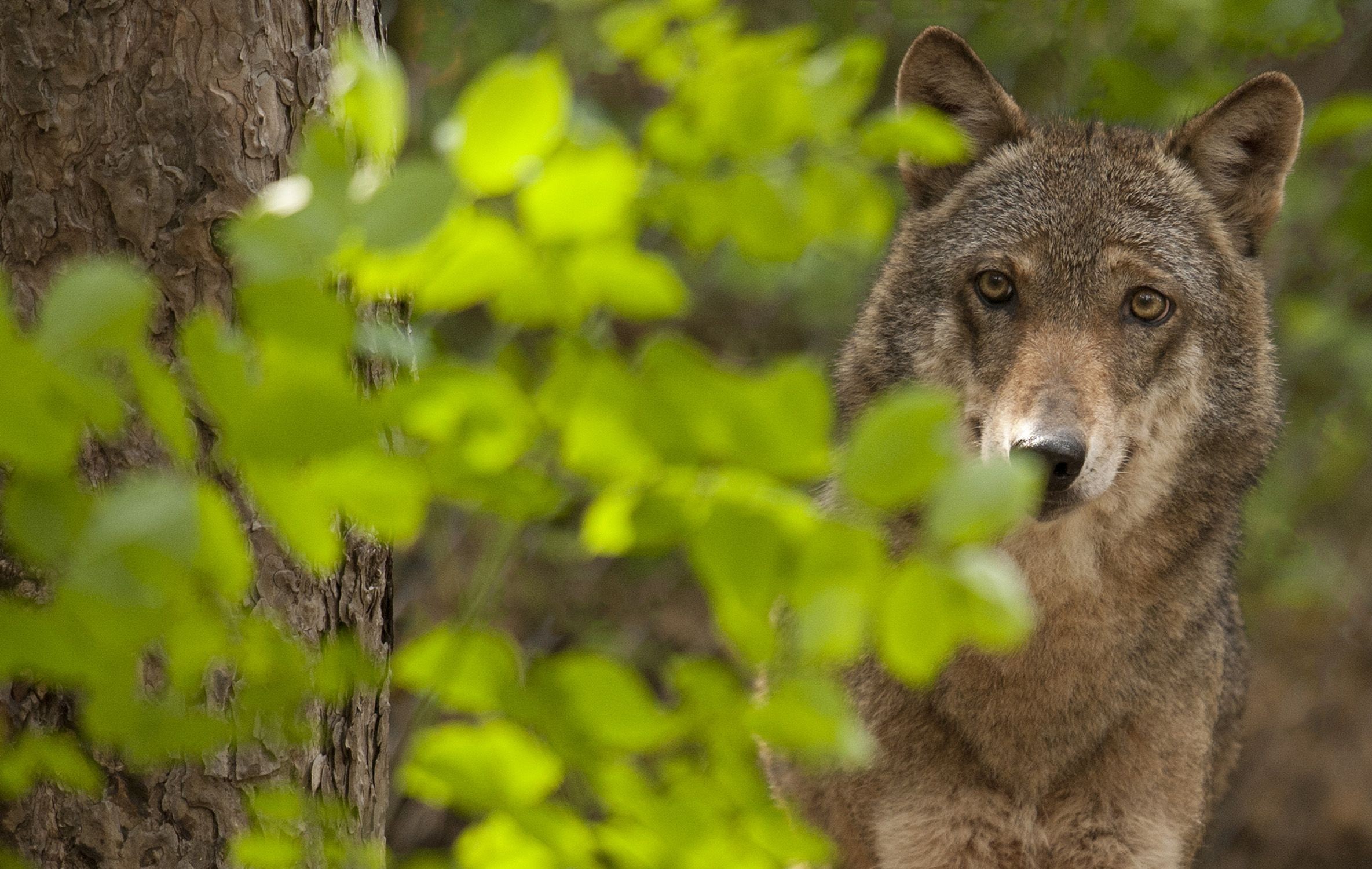 エトロ オオカミの保護活動に取り組むwwfイタリアのサポートを発表