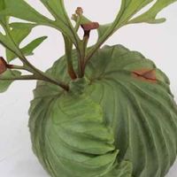 ビカクボール部