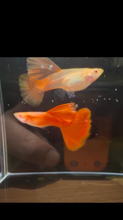 糖衣毒藥 高端台產全紅、天空藍 孔雀魚 競標 買賣