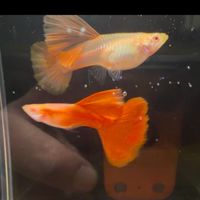 糖衣毒藥 高端台產全紅、天空藍 孔雀魚 競標 買賣