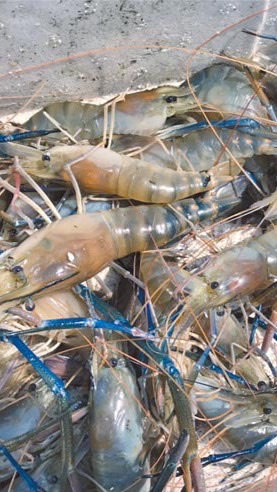 嘉義光復牛肉/水產🦐🐟🦞🦑🦀🐙