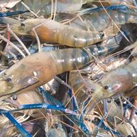 嘉義光復牛肉/水產🦐🐟🦞🦑🦀🐙