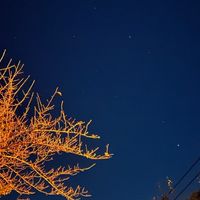 茶碗蒸