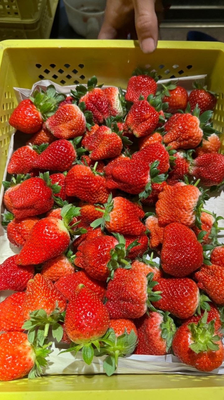 澤果物🍓大湖草莓 團購批發