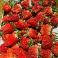 澤果物🍓大湖草莓 團購批發