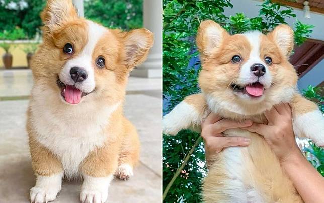 來自緬甸的超萌柯基犬 招牌吐舌 萌翻近五萬名粉絲 Styletc Line Today