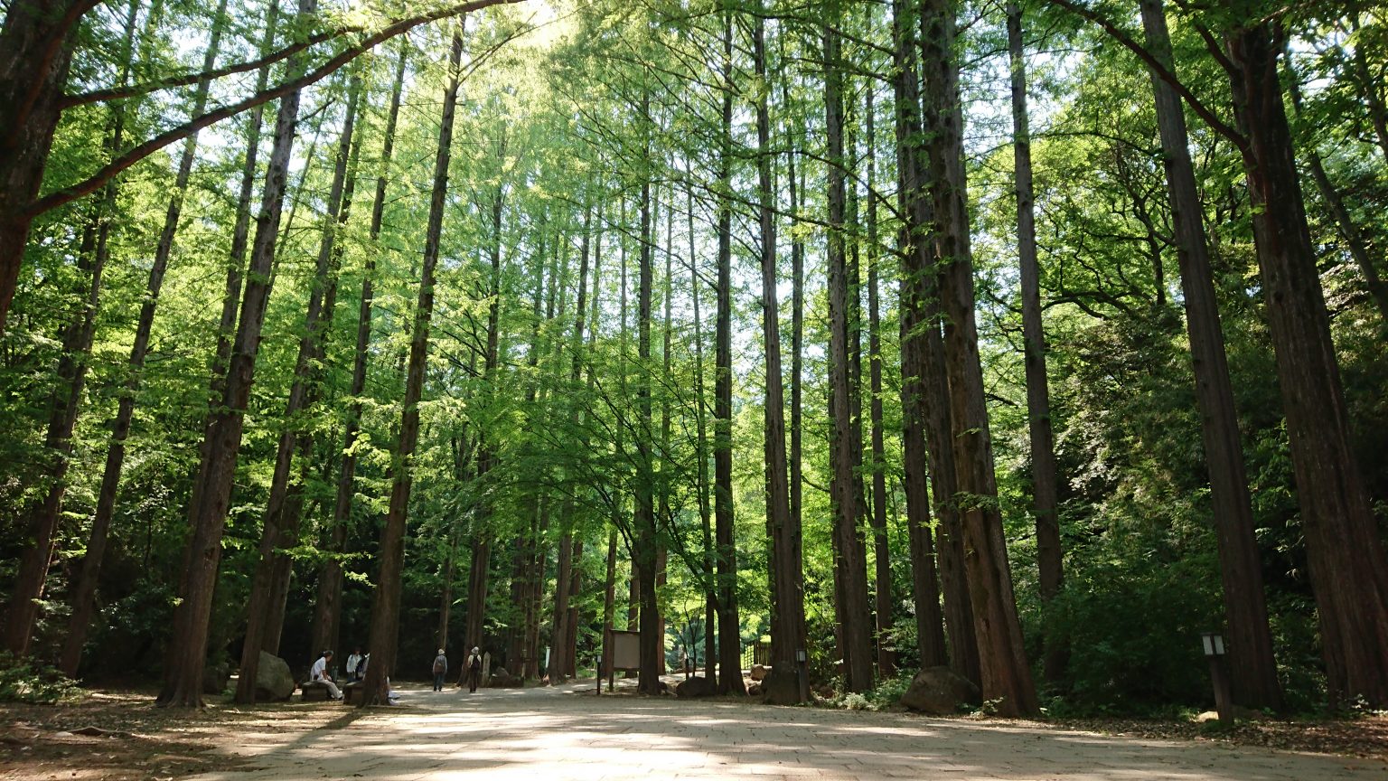 夏季日本避暑方案來場森林浴吧 5