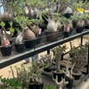 plants club
