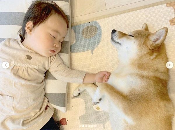 柴犬と妹ちゃんが朝のお散歩 まさかの展開に癒される