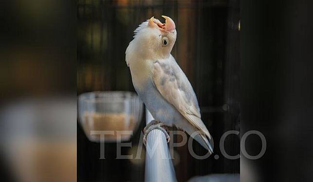 Burung Lovebird Ini Sempat Minta Ditukar Dengan Mobil Alphard