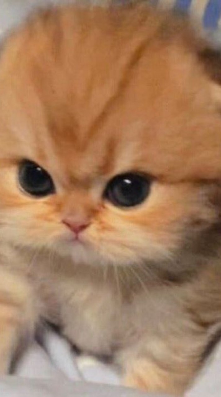คิดัย