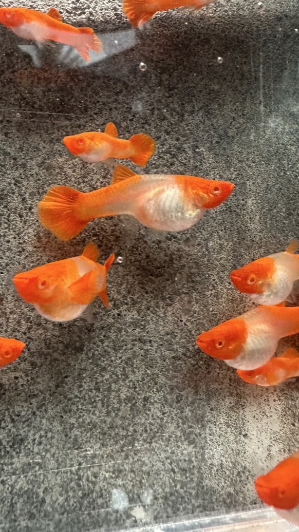 水墨水族 孔雀魚工作室