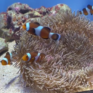 yumyum13さんが投稿した石川水族館 / アクアリウムのお店沖縄美ら海水族館/おきなわちゅらうみすいぞくかんの写真