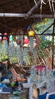 แลกเปลี่ยน แจกพันธ์ไม้ ไม้ดอก ไม้ประดับ